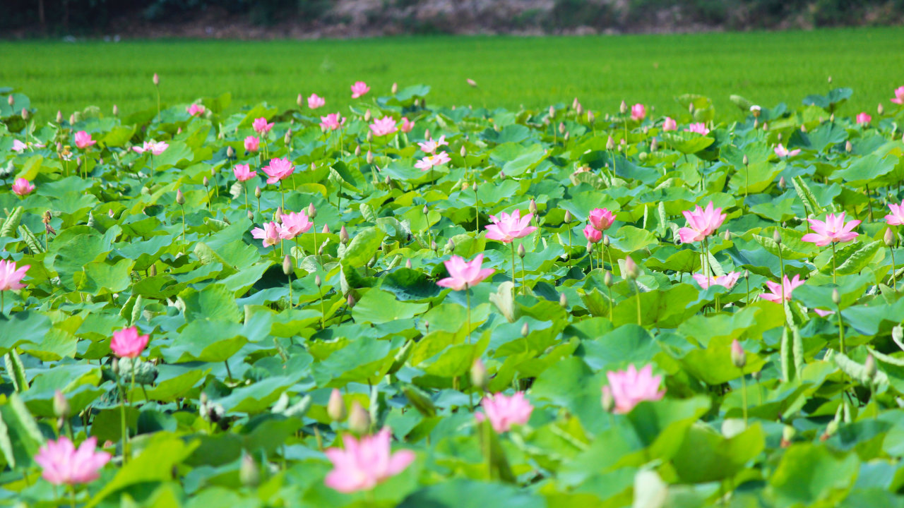 Vùng nguyên liệu hoa sen và lá sen Đồng Tháp ưu việt của thương hiệu Senvita