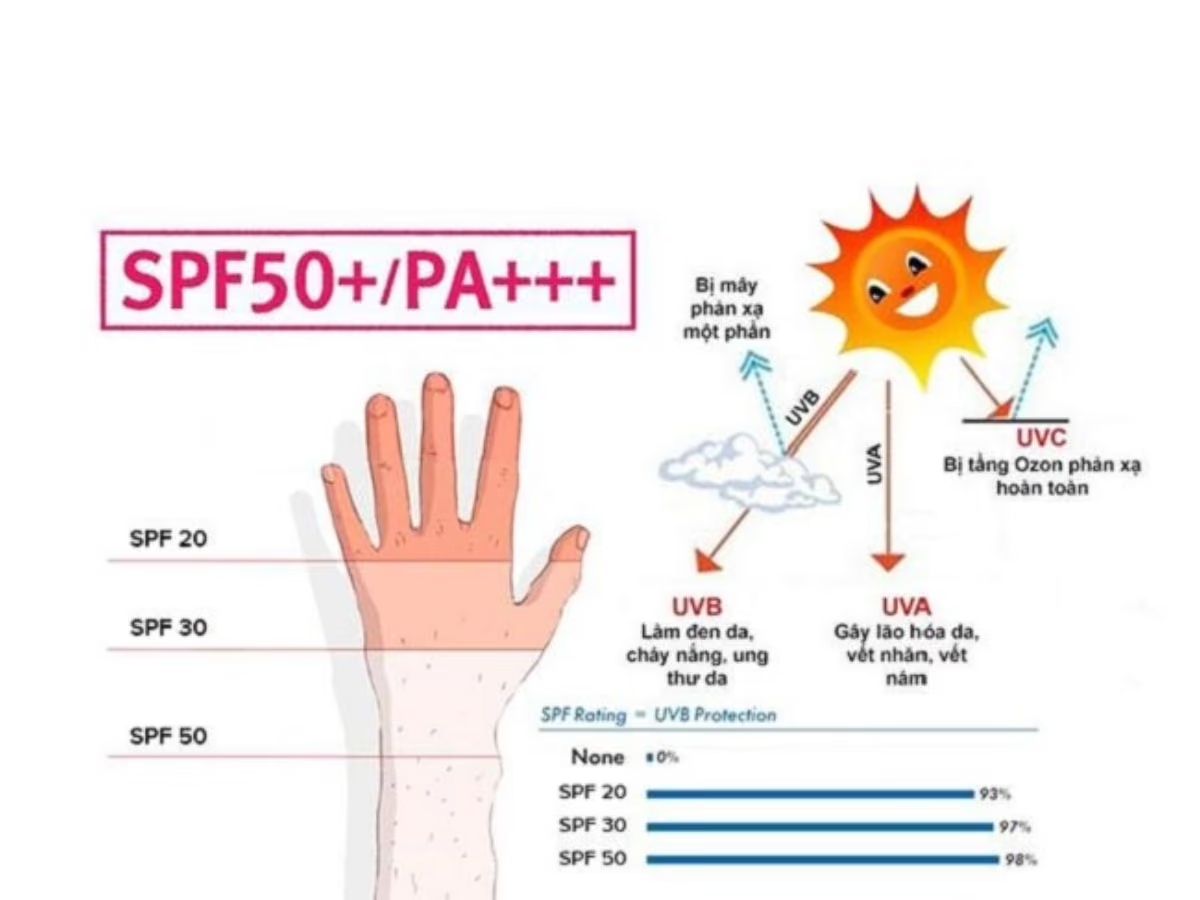 Sơ đồ minh họa cơ chế tác động của tia UV và mức độ bảo vệ của chỉ số SPF trong kem chống nắng